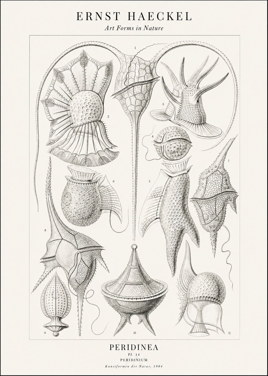 Ernst Haeckel Peridinea No2 - Juliste