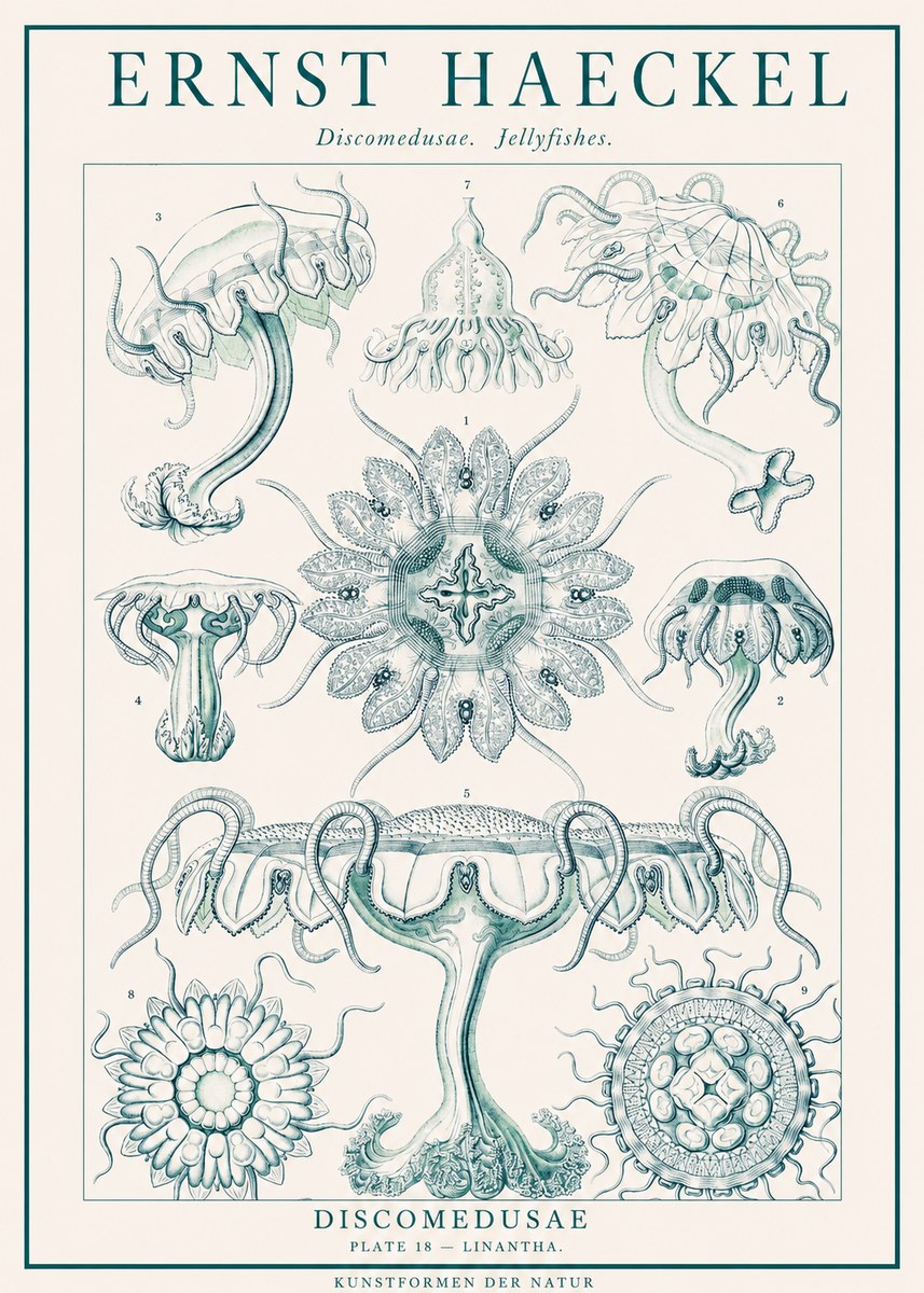 Ernst Haeckel Discomedusae. Jellyfishes. No1 - Juliste