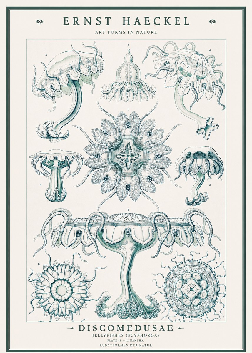 Ernst Haeckel Discomedusae. Jellyfishes. No3 - Juliste