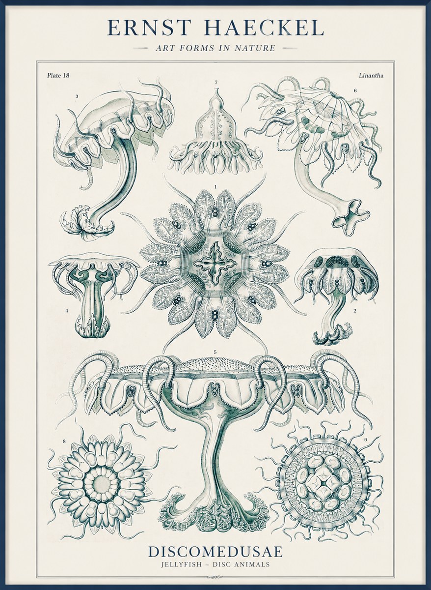 Ernst Haeckel Discomedusae. Jellyfishes. No4 - Juliste