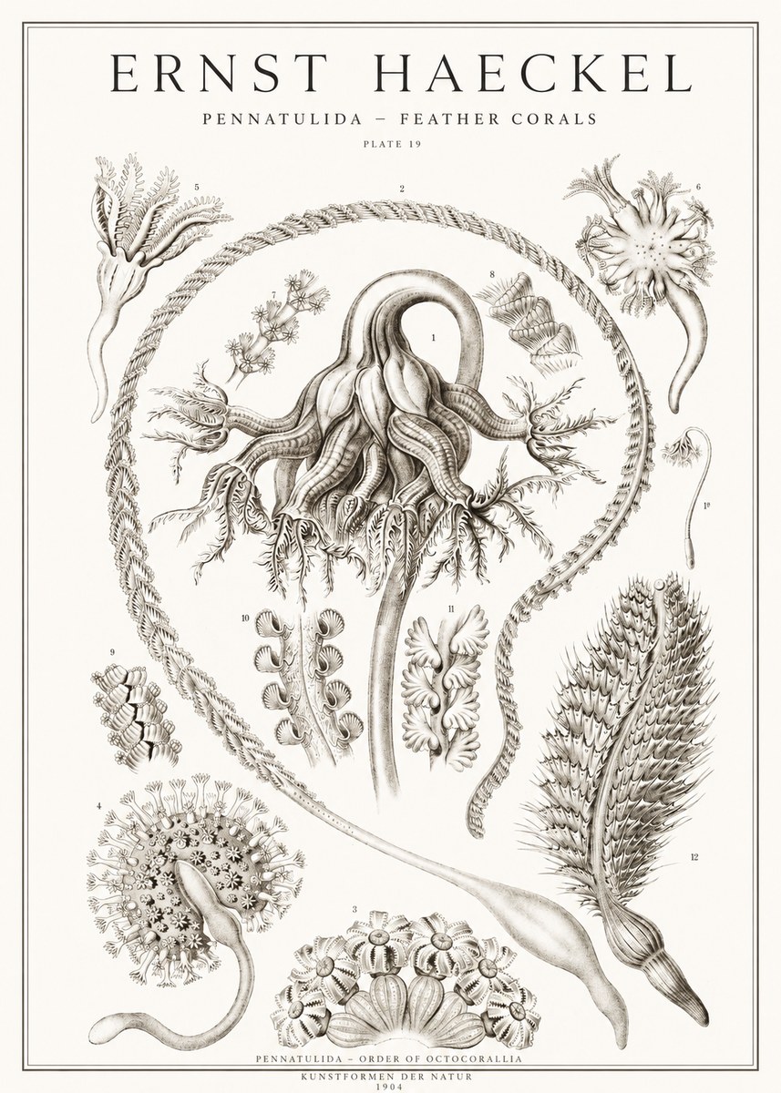 Ernst Haeckel Pennatulida - Sea Pens No2 - Juliste