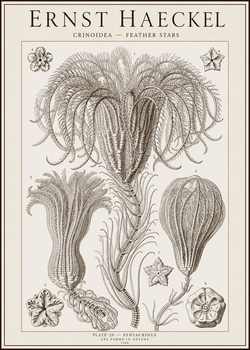 Ernst Haeckel Crinoidea - Palm Lilies No2 - Juliste