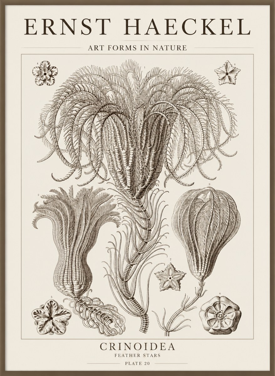 Ernst Haeckel Crinoidea - Palm Lilies No5 - Juliste