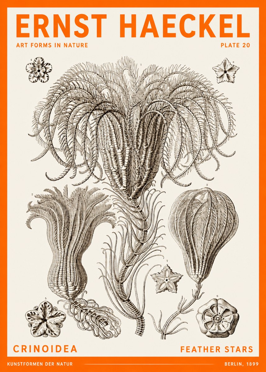 Ernst Haeckel Crinoidea - Palm Lilies No6 - Juliste