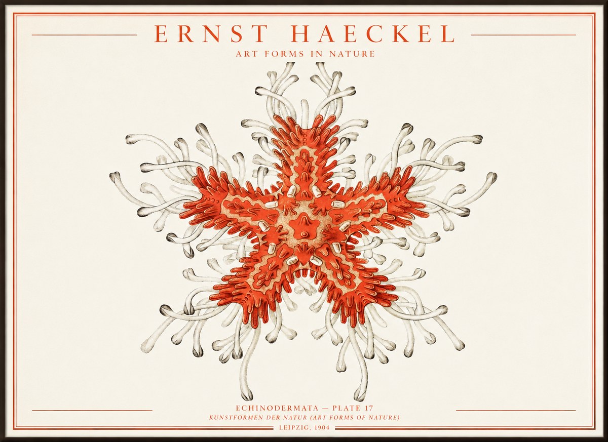 Ernst Haeckel Asteroidea Echinodermata Plate 28 No4 - Juliste