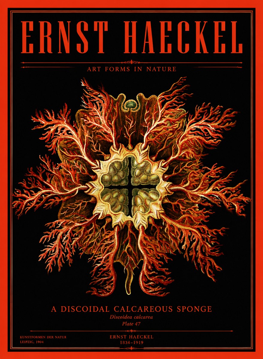 Ernst Haeckel Marine Organism No4 - Juliste