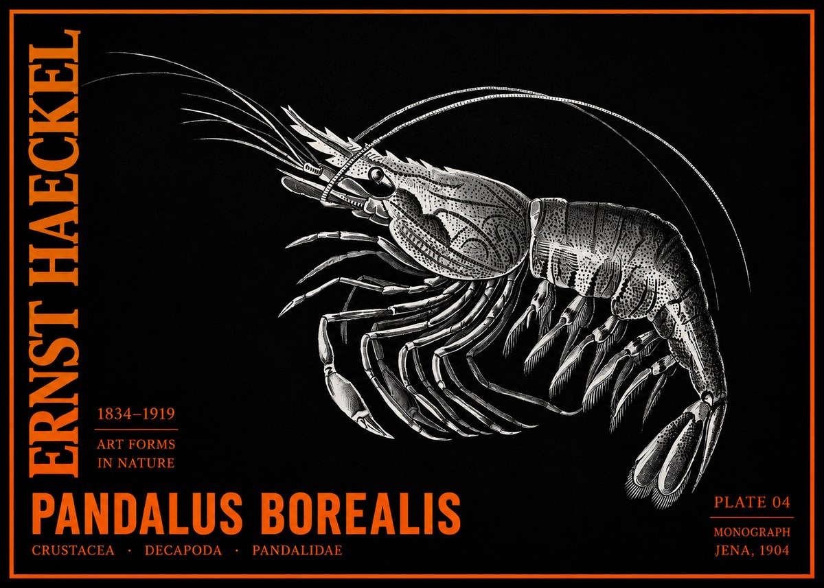 Ernst Haeckel Pandalus Borealis No2 - Juliste