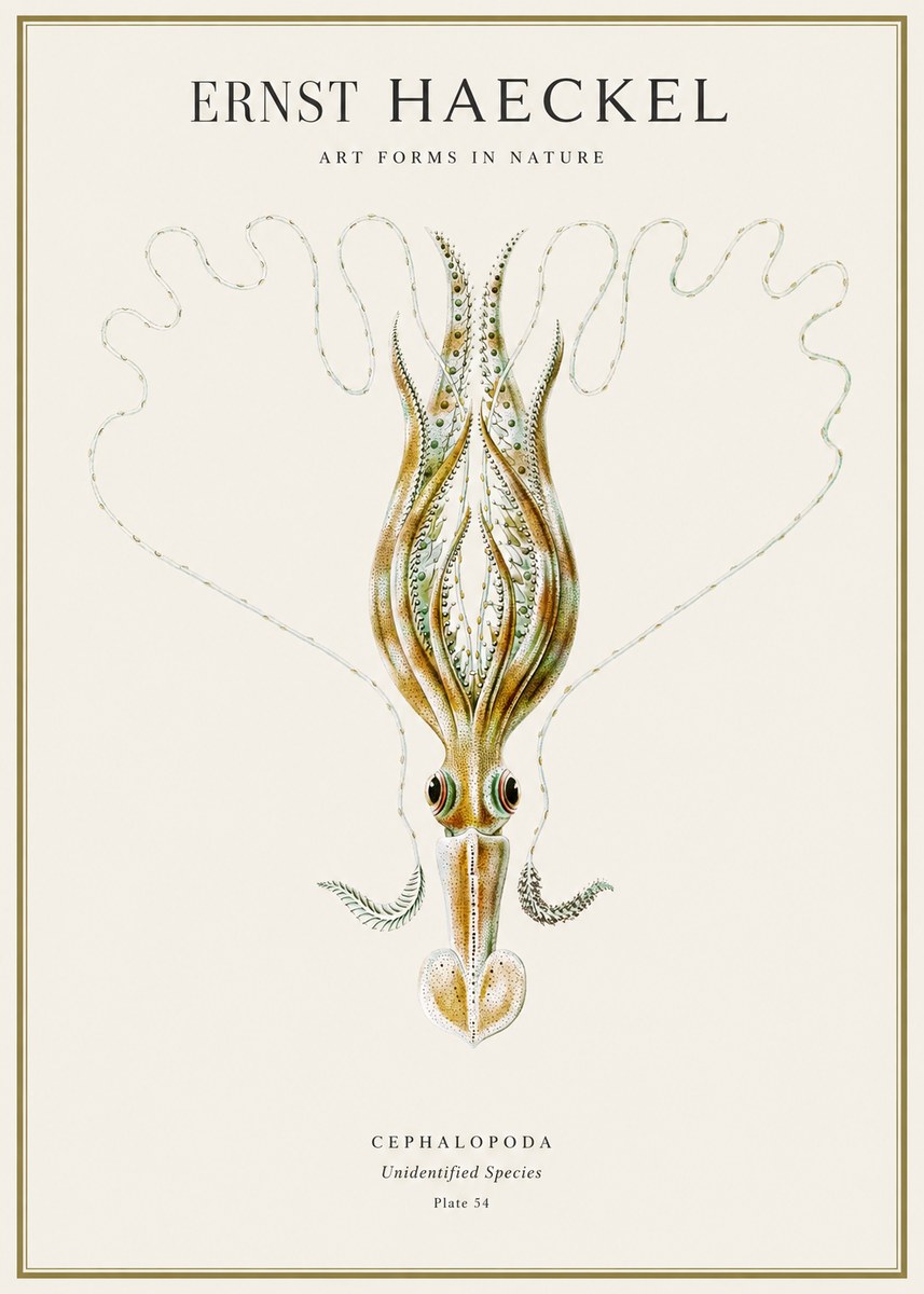 Ernst Haeckel Teuthis Pelagica No4 - Juliste