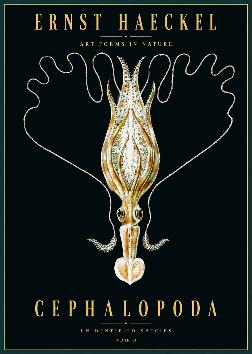 Ernst Haeckel Teuthis Pelagica No5 - Juliste
