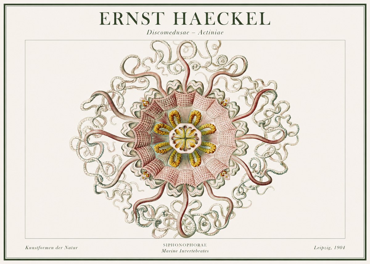Ernst Haeckel Discomedusae – Actiniae No1 - Juliste