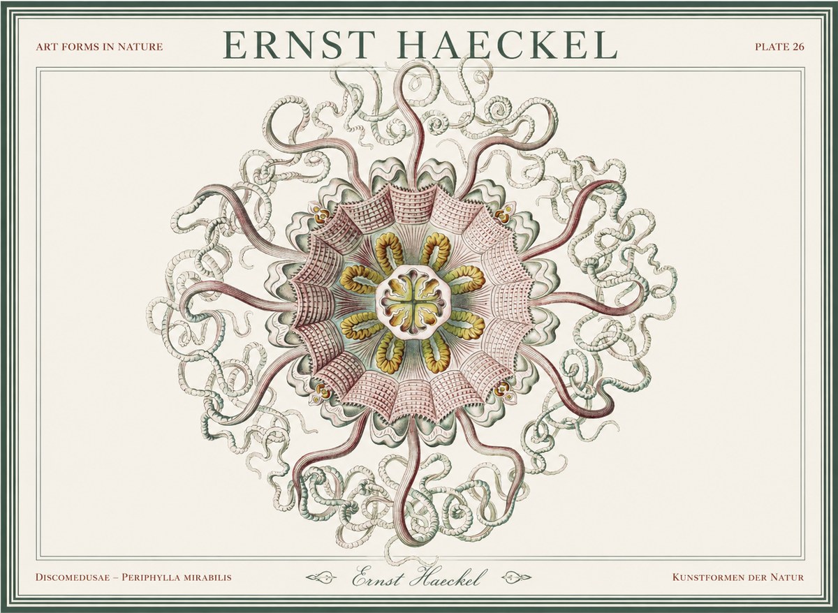 Ernst Haeckel Discomedusae – Actiniae No5 - Juliste