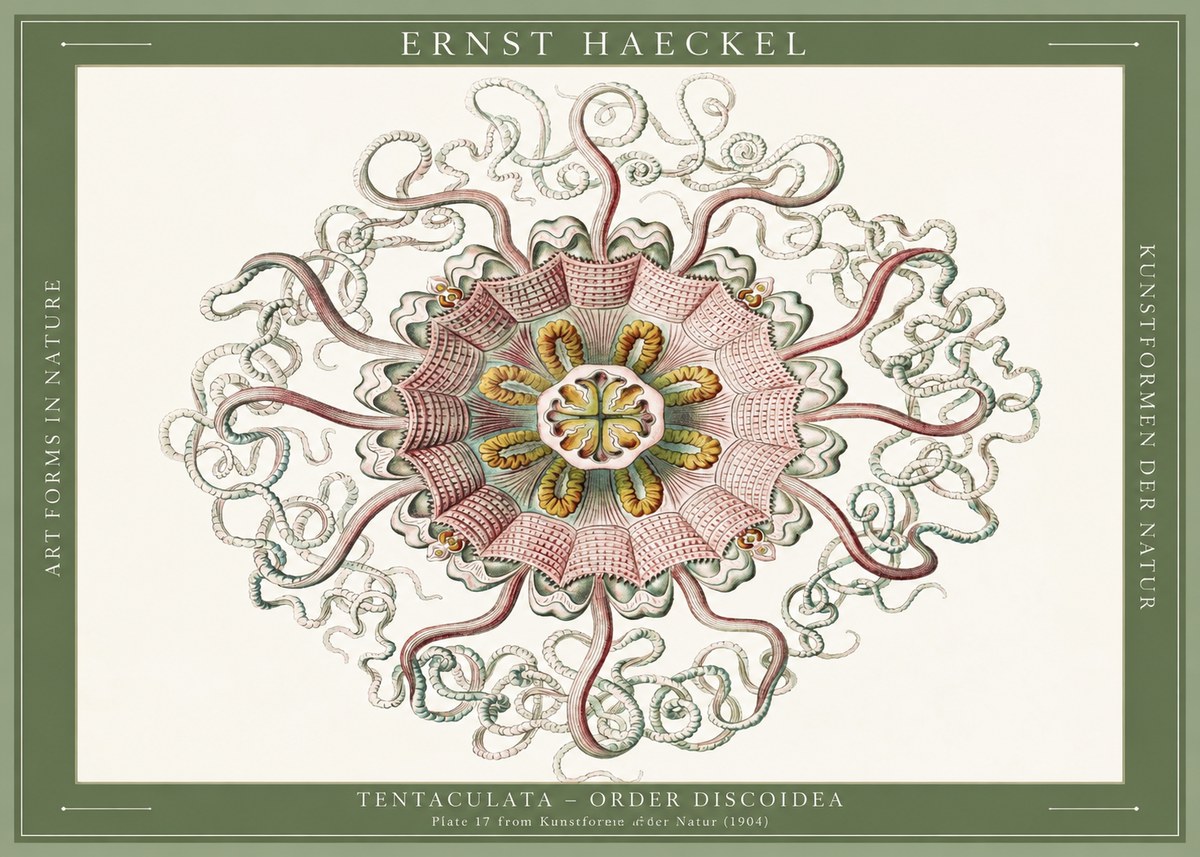 Ernst Haeckel Discomedusae – Actiniae No6 - Juliste