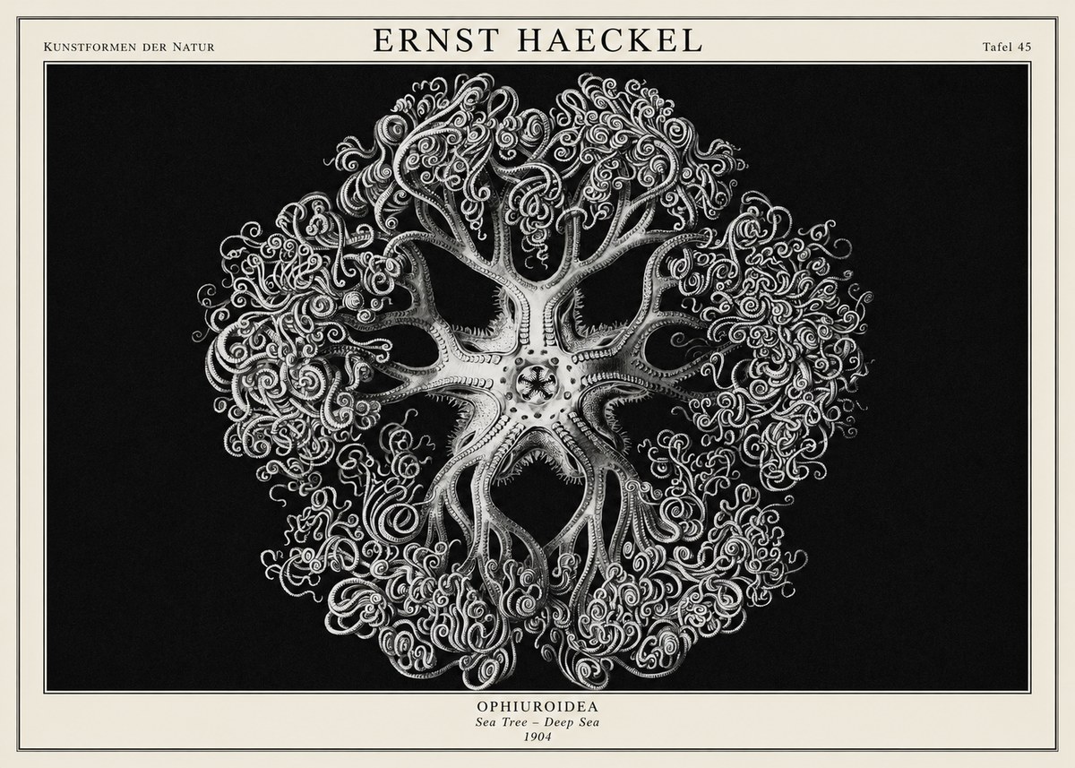 Ernst Haeckel Ophiuroidea Sea Tree - Deep Sea No1 - Juliste