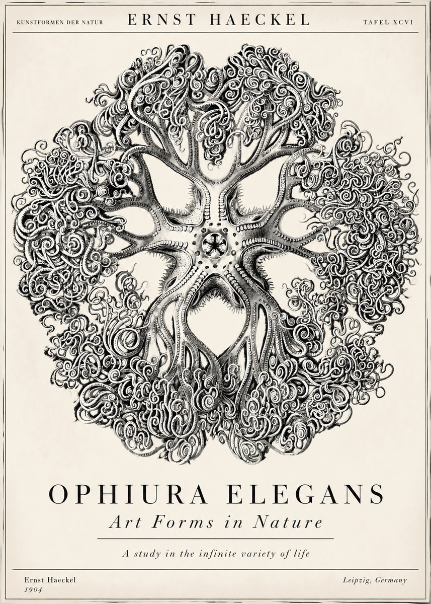 Ernst Haeckel Ophiuroidea Sea Tree - Deep Sea No6 - Juliste
