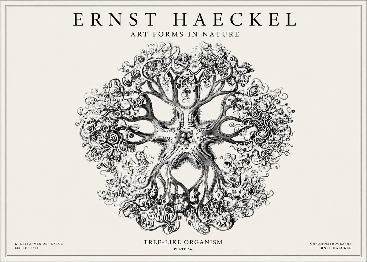 Ernst Haeckel Tree-like Organism No1 - Juliste