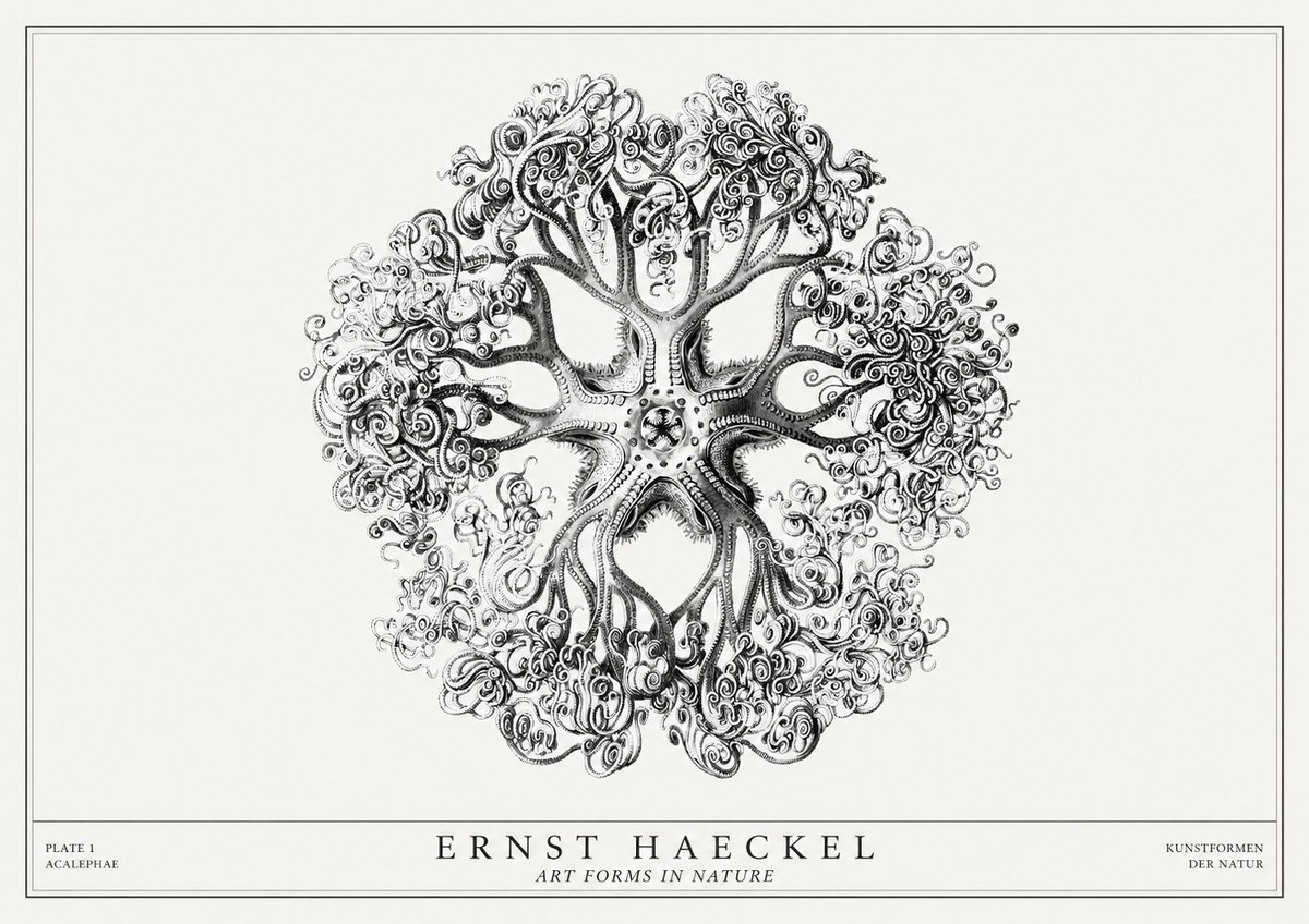 Ernst Haeckel Tree-like Organism No3 - Juliste