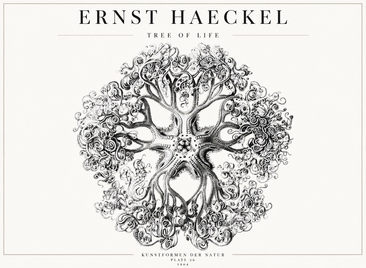 Ernst Haeckel Tree-like Organism No4 - Juliste