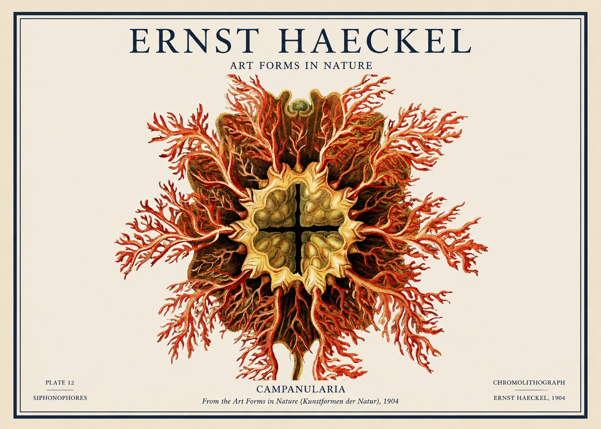 Ernst Haeckel Tetractinellida a Radiolarian from the Deep Sea No4 - Juliste