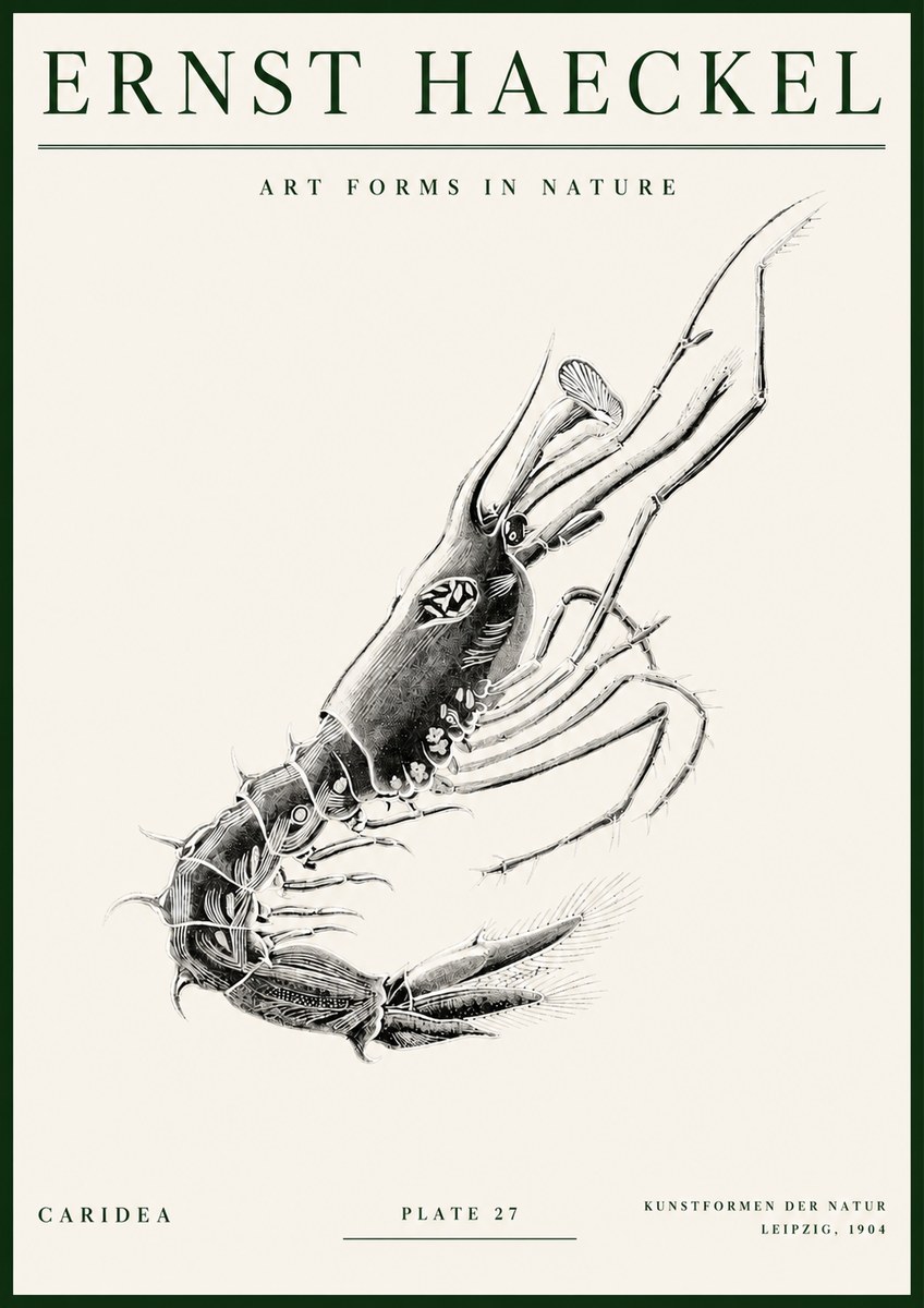 Ernst Haeckel Caridea Plate 27 No3 - Juliste