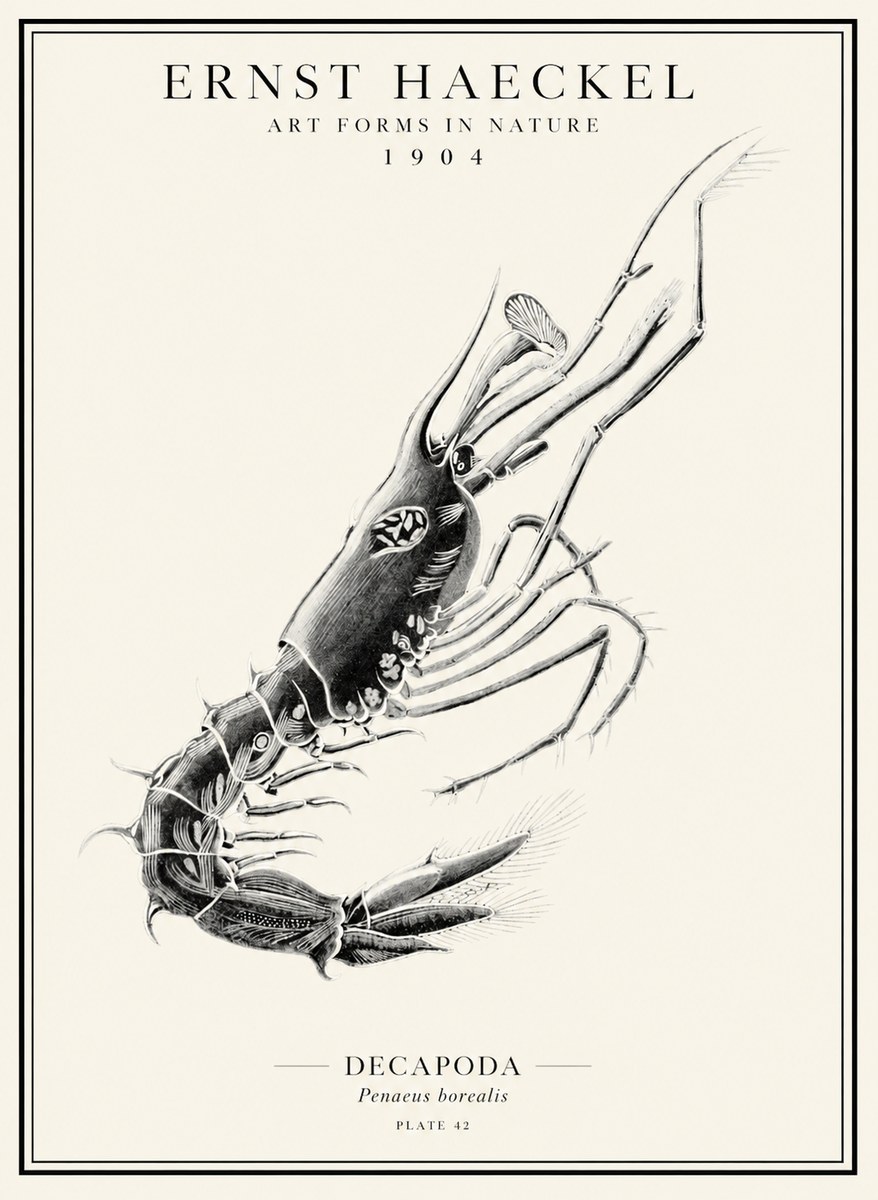 Ernst Haeckel Caridea Plate 27 No5 - Juliste