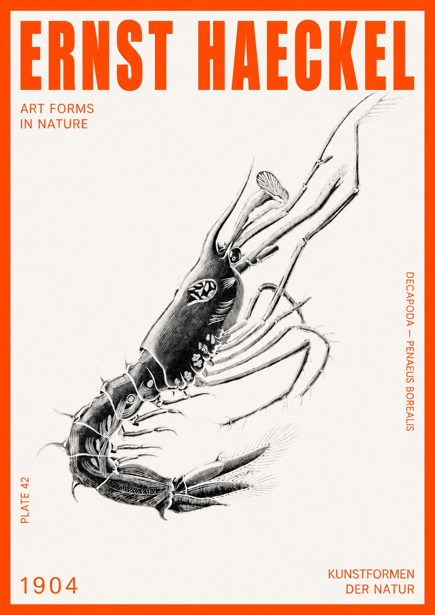 Ernst Haeckel Caridea Plate 27 No6 - Juliste