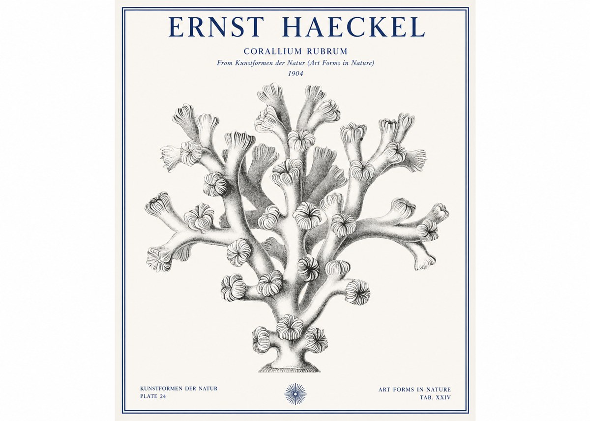 Ernst Haeckel Corallium Rubrum II No1 - Juliste
