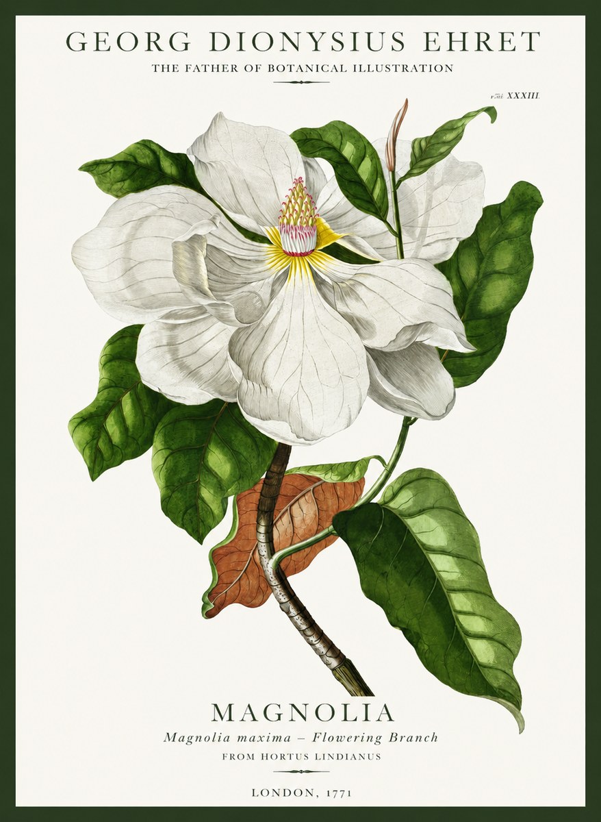 Georg Dionysius Ehret Magnolia Maxima - Flowering Branch No1 - Juliste