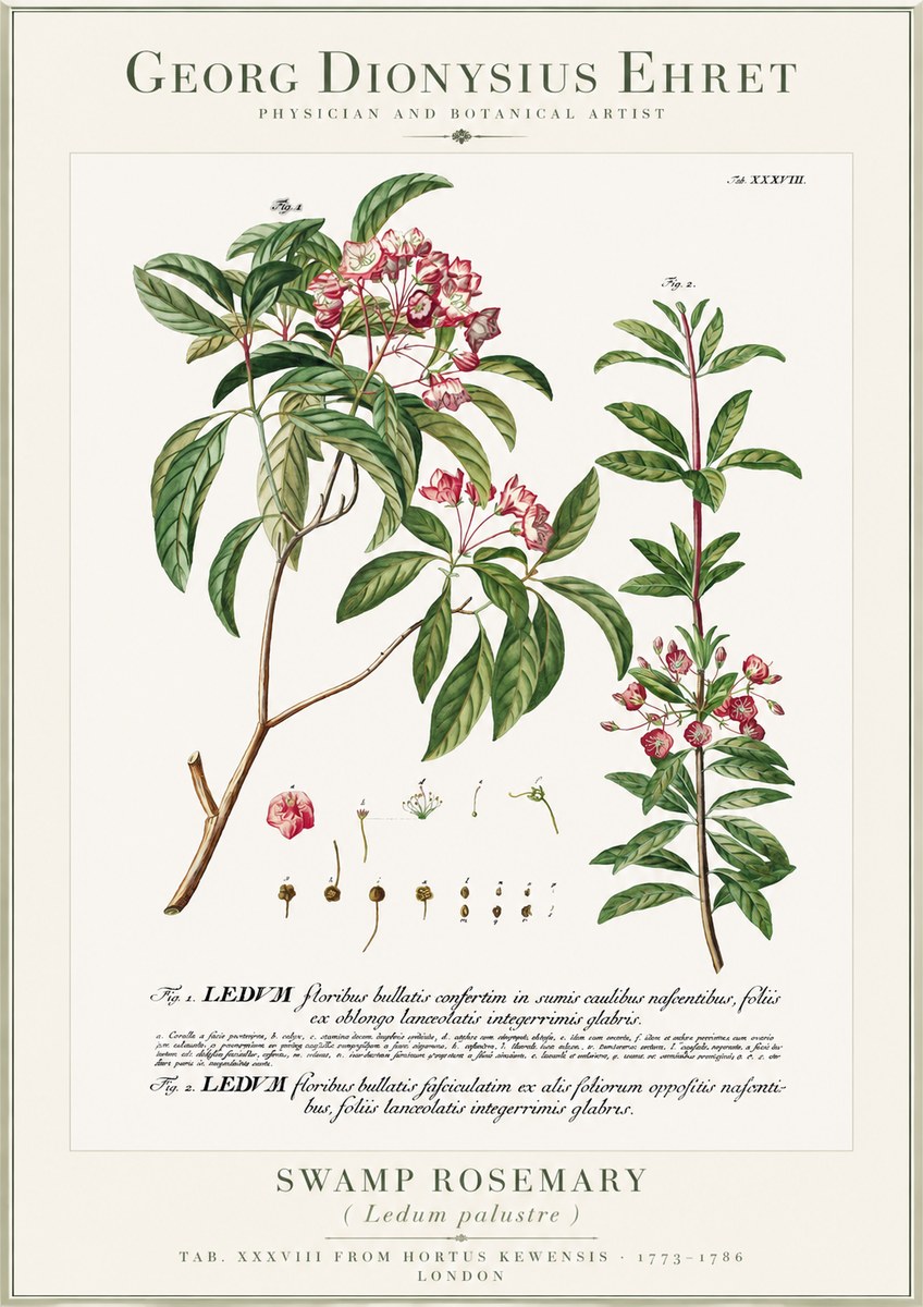 Georg Dionysius Ehret Swamp Rosemary (Ledum Palustre) No1 - Juliste