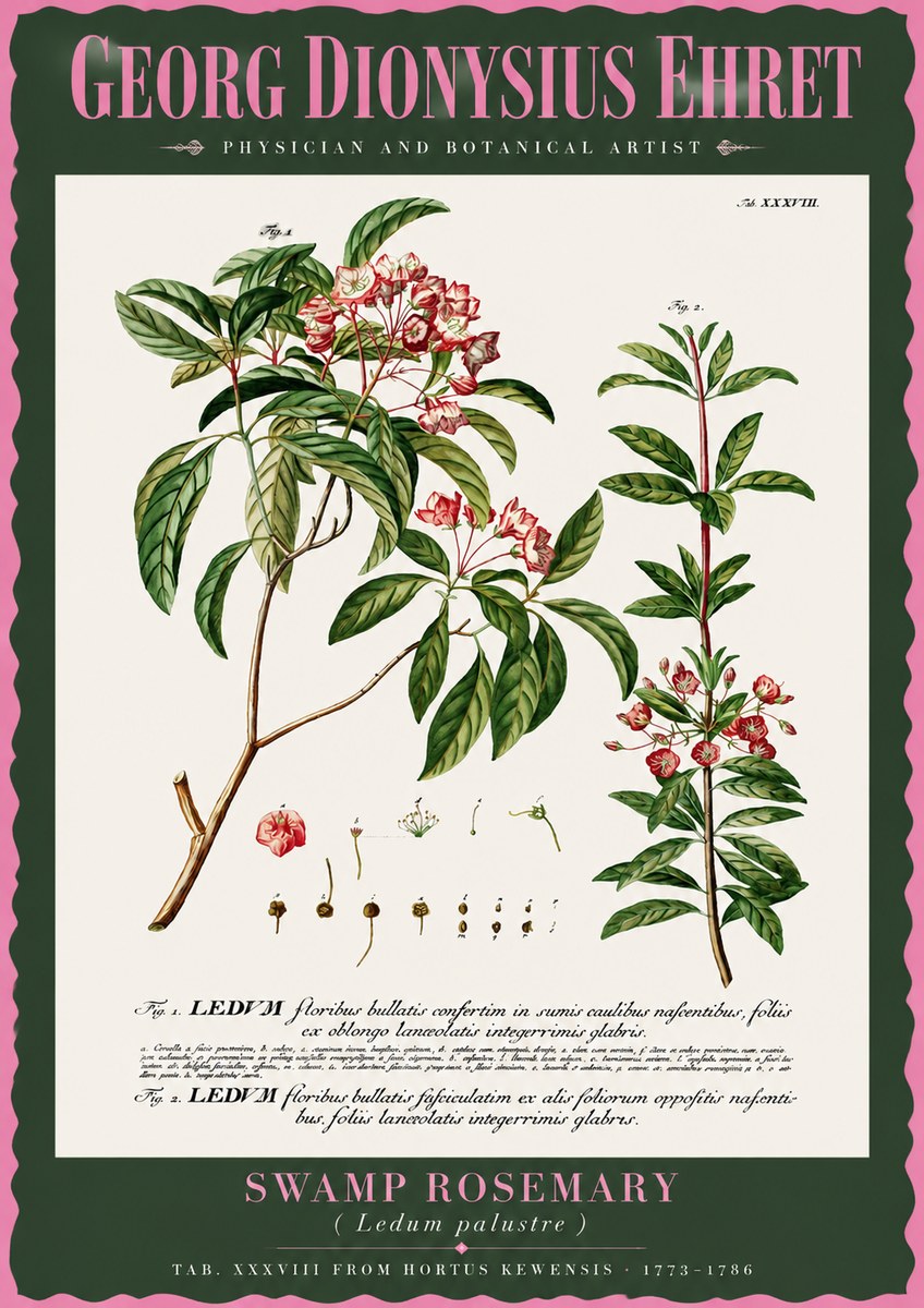 Georg Dionysius Ehret Swamp Rosemary (Ledum Palustre) No2 - Juliste