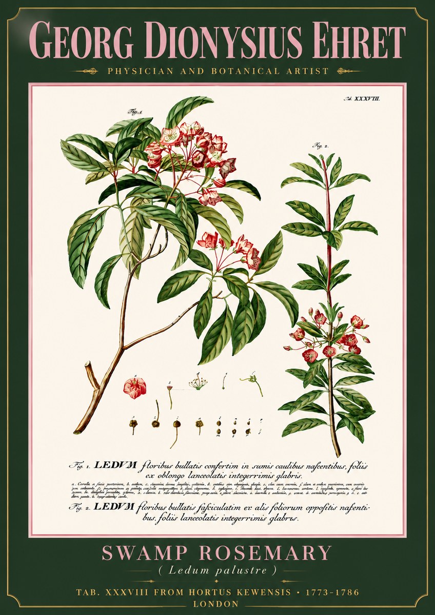 Georg Dionysius Ehret Swamp Rosemary (Ledum Palustre) No6 - Juliste