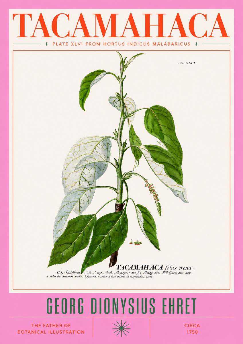 Georg Dionysius Ehret Tacamahaca (Saddlewood) No3 - Juliste