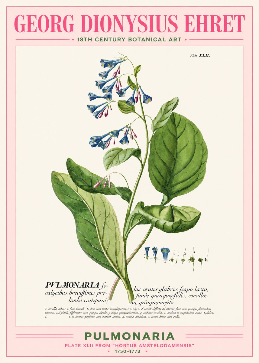 Georg Dionysius Ehret Pulmonaria No2 - Juliste