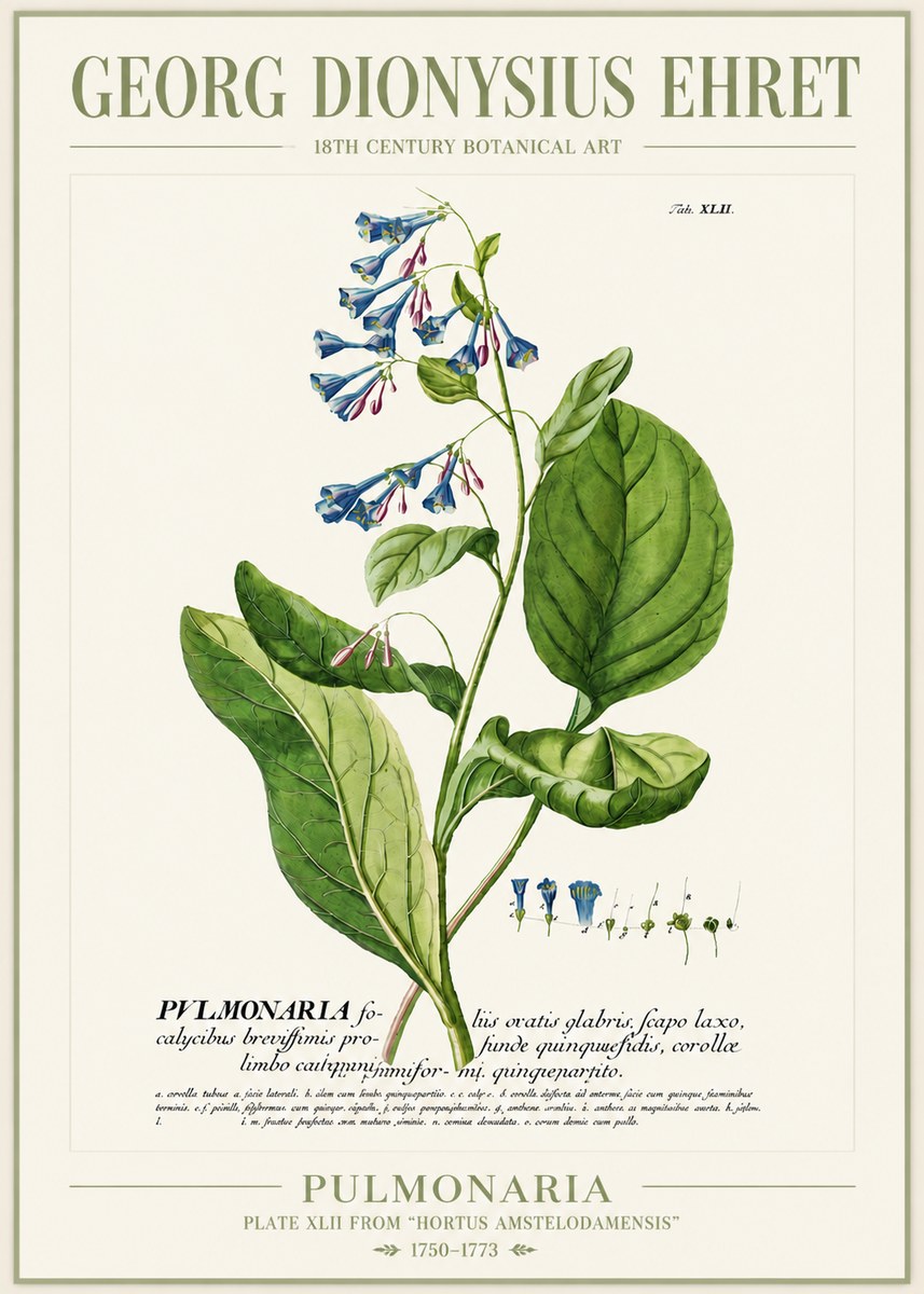 Georg Dionysius Ehret Pulmonaria No4 - Juliste