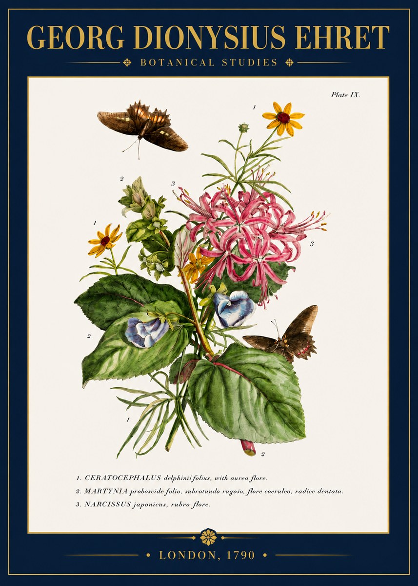 Georg Dionysius Ehret Botanical Studies - Plate Ix No4 - Juliste