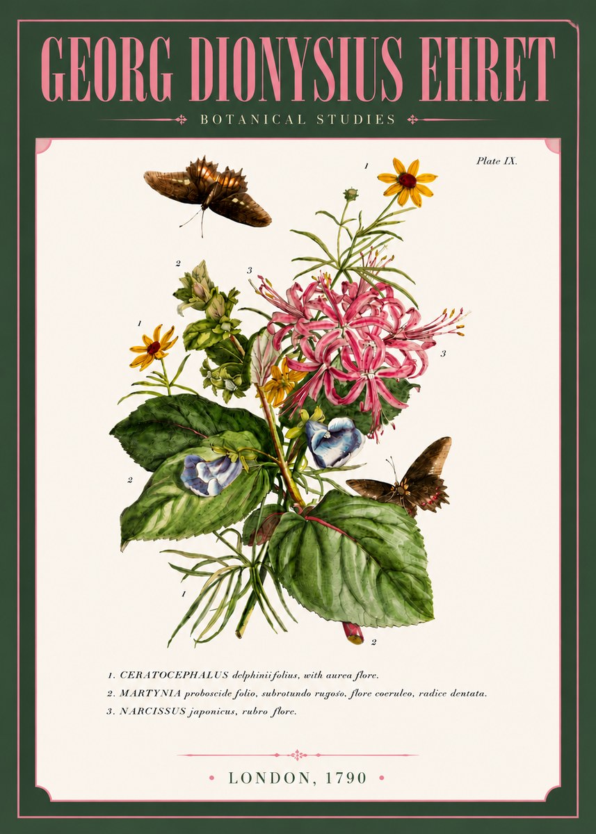 Georg Dionysius Ehret Botanical Studies - Plate Ix No6 - Juliste