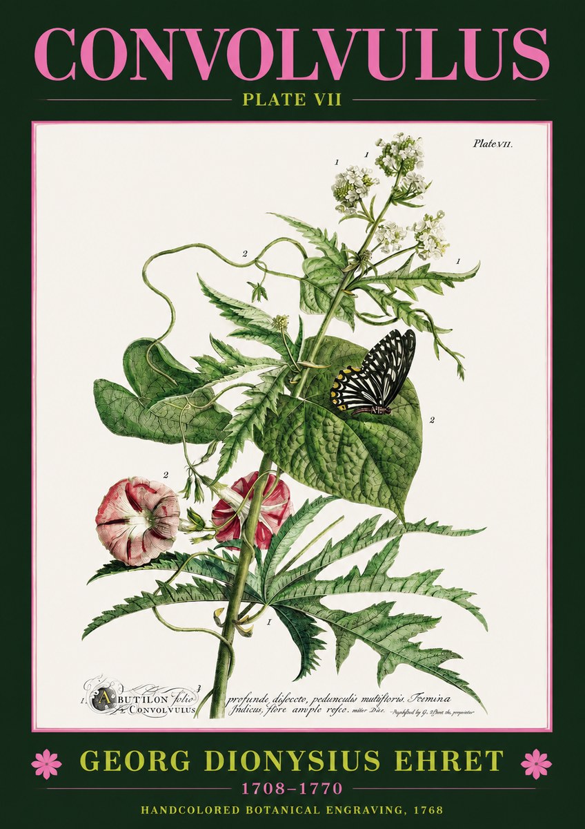 Georg Dionysius Ehret Convolvulus - Plate Vii No2 - Juliste