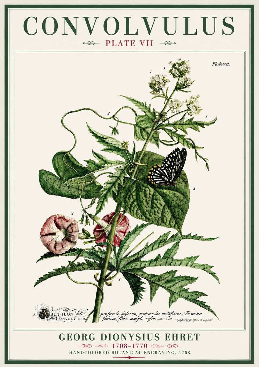 Georg Dionysius Ehret Convolvulus - Plate Vii No4 - Juliste