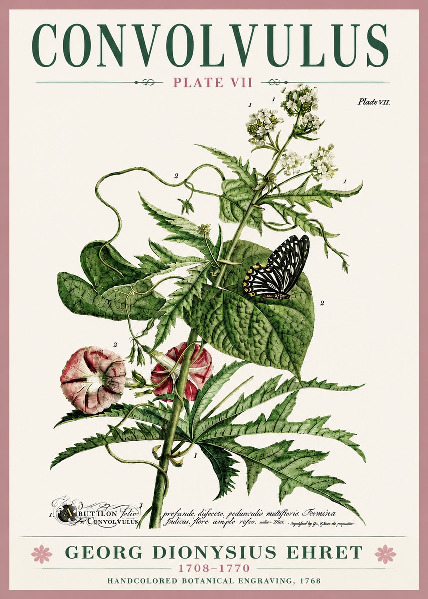 Georg Dionysius Ehret Convolvulus - Plate Vii No6 - Juliste