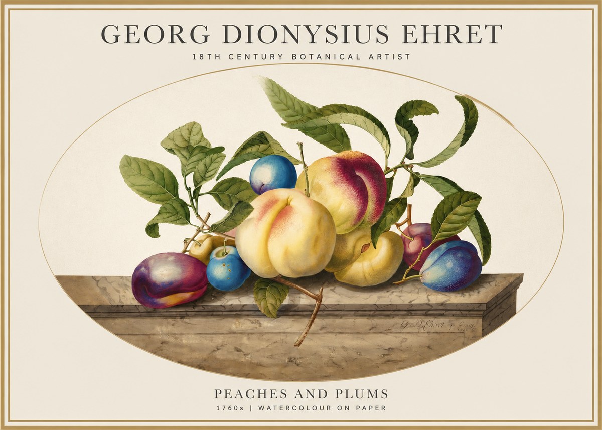 Georg Dionysius Ehret Plums & Peaches No5 - Juliste