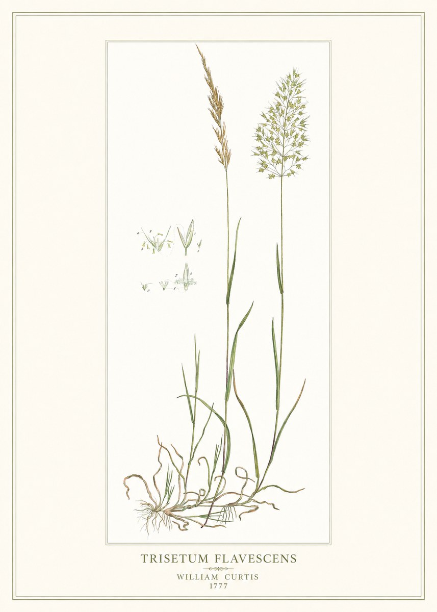 William Curtis Trisetum Flavescens I No1 - Juliste
