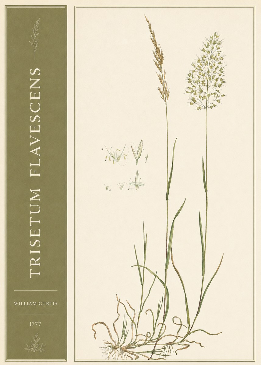 William Curtis Trisetum Flavescens I No2 - Juliste