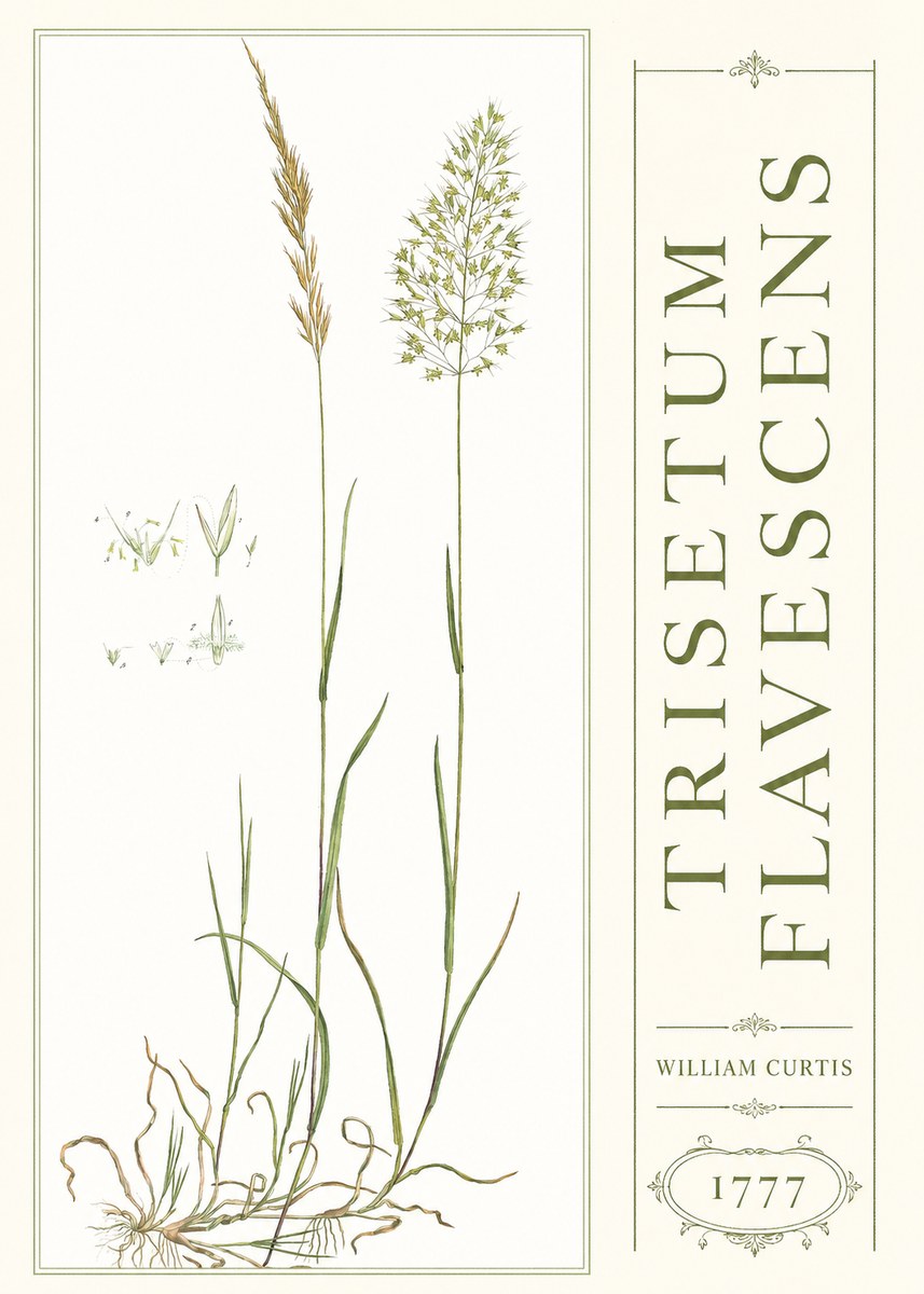 William Curtis Trisetum Flavescens I No3 - Juliste