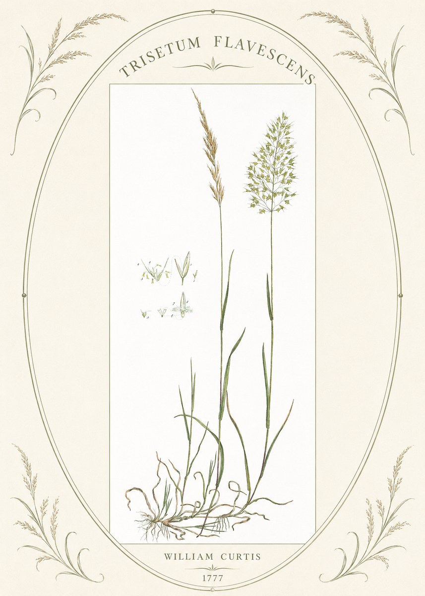 William Curtis Trisetum Flavescens I No4 - Juliste