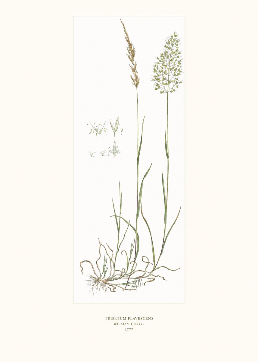 William Curtis Trisetum Flavescens I No6 - Juliste