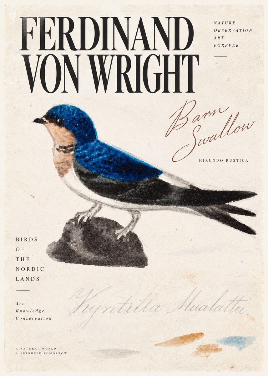 Ferdinand von Wright Swallow (Hirundo Rustica) No5 - Juliste
