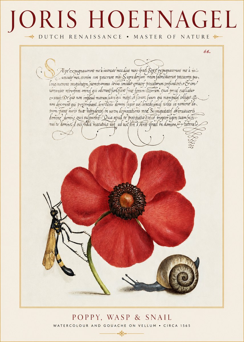 Joris Hoefnagel Poppy, Wasp & Snail No1 - Juliste
