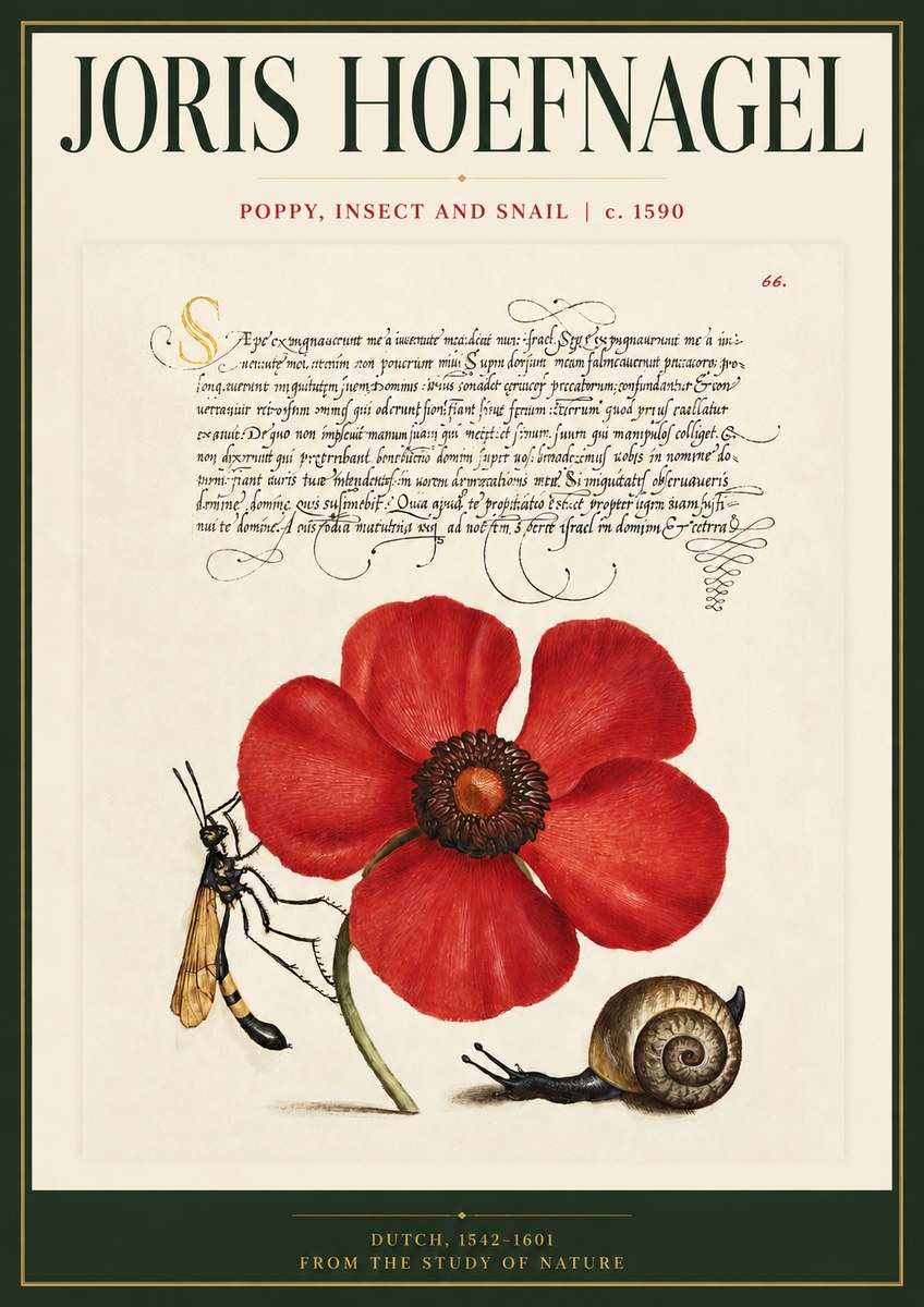 Joris Hoefnagel Poppy, Wasp & Snail No5 - Juliste