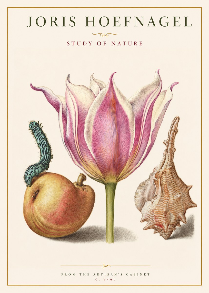Joris Hoefnagel Tulip, Peach, Caterpillar & Seashell No2 - Juliste
