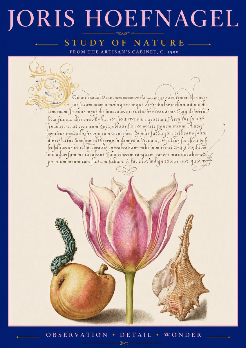 Joris Hoefnagel Tulip, Peach, Caterpillar & Seashell No3 - Juliste
