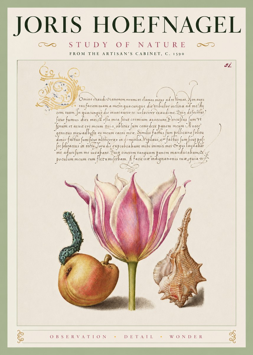 Joris Hoefnagel Tulip, Peach, Caterpillar & Seashell No4 - Juliste